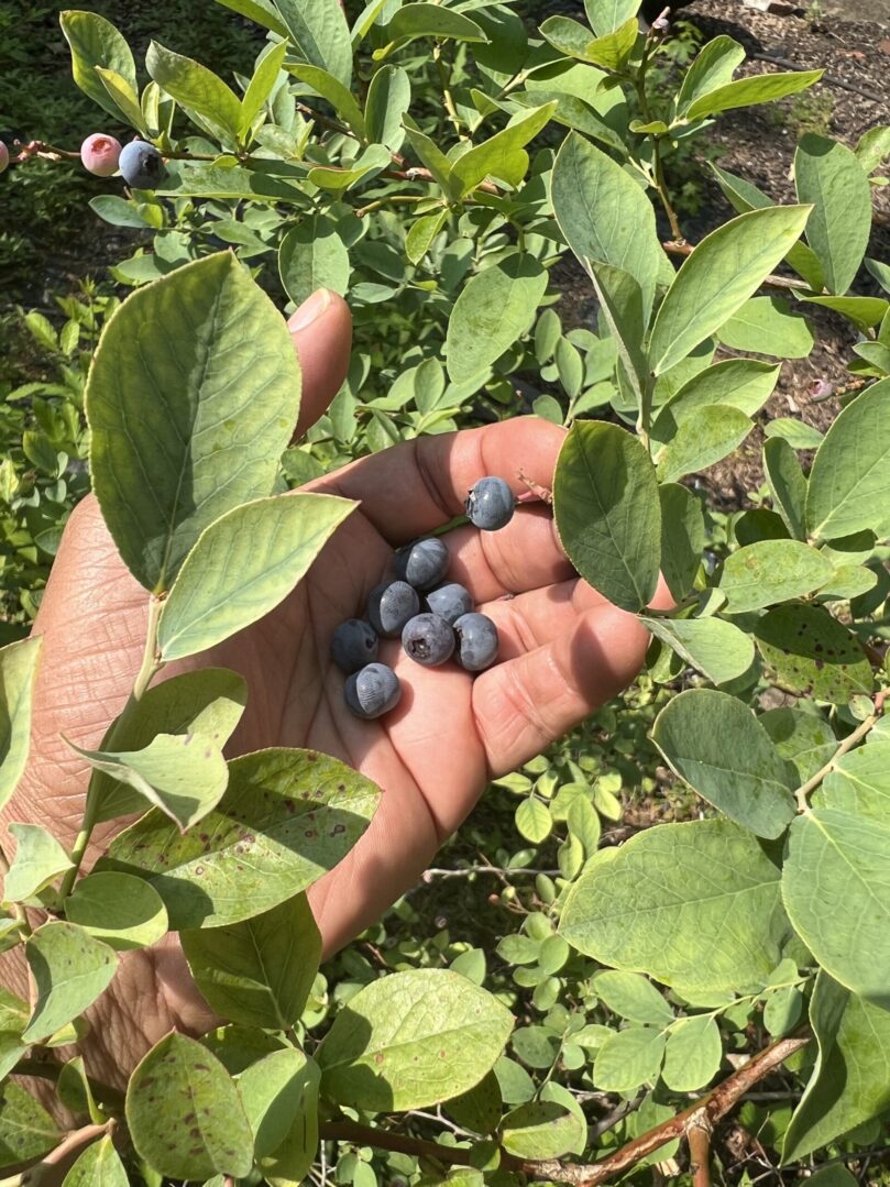 A person holding blueberries in their hand.