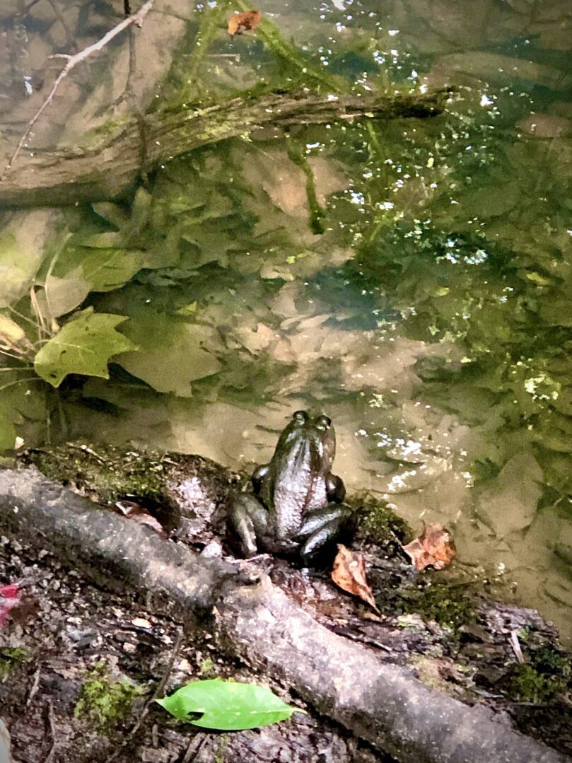 A frog sitting on the ground in water.