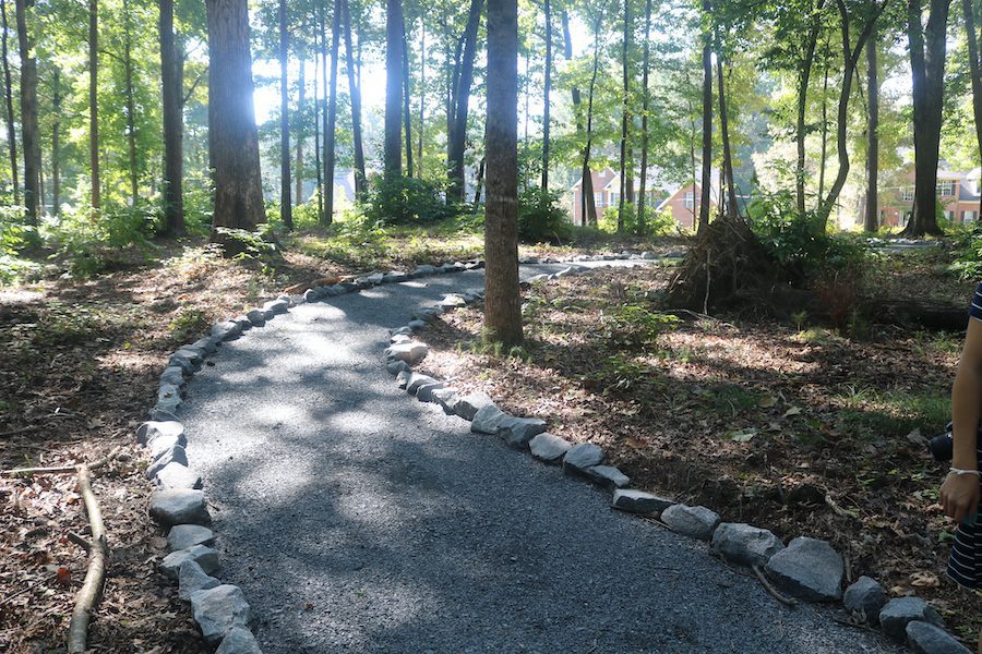 A path in the woods with rocks on it